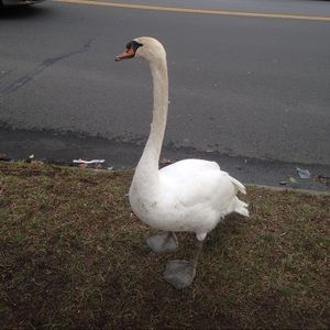 Meet your Posher, Jing